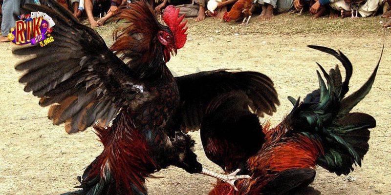 Đặt cược đá gà linh hoạt với nhiều mức cược khác nhau